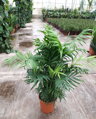 Chamaedorea Elegans výška 90-120cm 12lt
