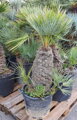 PALMA CHAMAEROPS HUMILIS CERIFERA 40-60 CM