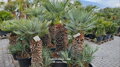 Chamaerops Humilis cerifera výška 130-150cm 45 litrov