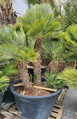 Chamaerops Humilis Vulcano ejemplar 200cm-250cm 500lt