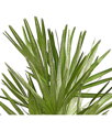 Chamaerops Humilis detail listov