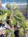 Chamaerops Humilis 250-270cm 240Lt.