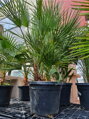 CHAMAEROPS HUMILIS 120 - 130 cm