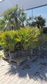 PALMA CHAMAEROPS HUMILIS 130-150cm