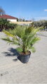 PALMA CHAMAEROPS HUMILIS 130-150cm