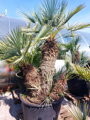 Chamaerops Humilis cerifera výška 200-230cm multikmeň 