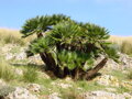 Chamaerops Humilis na Sicílii v optimálnom prostredí