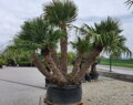 Chamaerops Humilis exemplare multikmene 350-450cm 