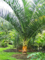 Dypsis Carlsmithii - 10ks semien