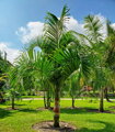 Dypsis Carlsmithii - 10ks semien