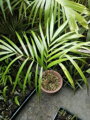 Dypsis Carlsmithii - 10ks semien
