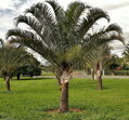 Dypsis Decaryi - semenáč 2Lt.