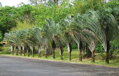 Dypsis Decaryi - semenáč 2Lt.