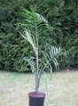 Dypsis Decaryi - semenáč 2Lt.