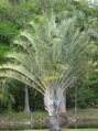 Dypsis Decaryi - semenáč 2Lt.