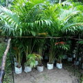 Areca - Dypsis Lutescens 26 litrov