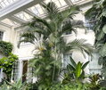 Areca - Dypsis Lutescens 26 litrov