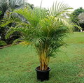 Areca - Dypsis Lutescens 26 litrov