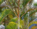 Areca - Dypsis Lutescens 26 litrov