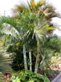 Dypsis Onilahensis - 10ks semien