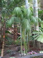 Dypsis Onilahensis - 10ks semien