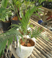 Dypsis Onilahensis - 10ks semien