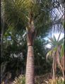 Dypsis Tokoravina - 10ks semien