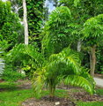 Dypsis Tokoravina - 10ks semien