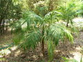 Geonoma Schottiana - 10ks semien