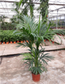 Howea Forsteriana 175-200cm multikmeň