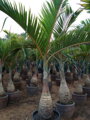 Hyophorbe Lagenicaulis - 10ks semien