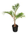 Hyophorbe Lagenicaulis - 10ks semien