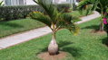 Hyophorbe Lagenicaulis - 10ks semien