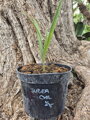 Jubaea Chilensis semenáč 4-5Lt.