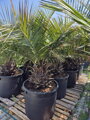 Jubaea Chilensis 180-200 cm, kmeň 40-50 cm