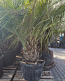 Jubaea Chilensis 200-250 cm, kmeň 60 cm