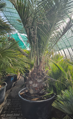 Jubaea Chilensis 250-280 cm, kmeň 70 cm