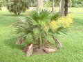 Livistona Humilis - 10ks semien