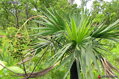 Livistona Humilis - 10ks semien