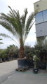 PALMA PHOENIX CANARIENSIS - autentické foto