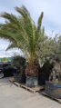 PALMA PHOENIX CANARIENSIS - autentické foto