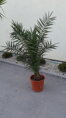 PALMA PHOENIX CANARIENSIS 140-180cm