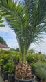 Phoenix Canariensis 350-420cm  kmeň 80cm