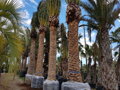 Phoenix Canariensis kmeň 4m