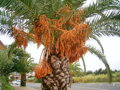 Plody - ďatle Phoenix Canariensis - Ďatlovník kanársky