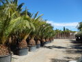 Phoenix Canariensis 400-500cm  kmeň 100-120cm