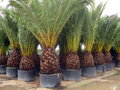 Phoenix Canariensis kmeň 1m