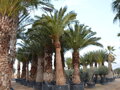 Phoenix Canariensis kmeň 3m