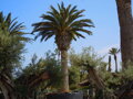 Phoenix Canariensis kmeň 5,5m