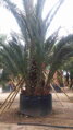 Phoenix Dactylifera 125/150cm